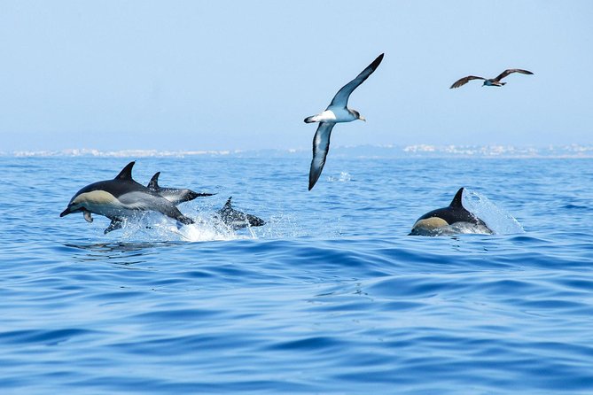 Dolphin Watching and Cave Boat Cruise From Albufeira - Confirmation and Pregnancy Policies