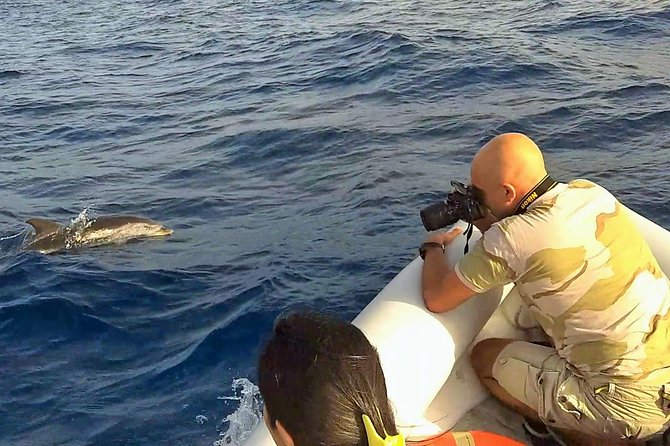 Dolphin Watching & Conservation - Dolphins in the Gulf of Catania - Responsible Eco-Friendly Practices