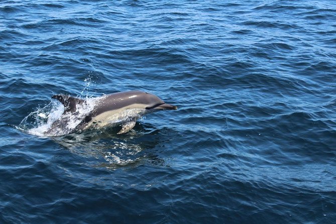 Dolphin Watching From Lagos - Preparing for the Tour