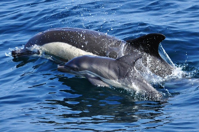 Dolphin Watching in Gibraltar & Fast Track Priority Cable Car - Traveler Capacity and Age Requirements