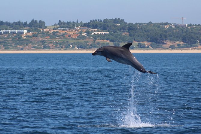 Dolphin-Watching in Marina De Lagos - Group Sizes and Capacity