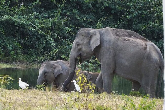 Elephant and Wildlife Watching in Kuiburi National Park - Private Afternoon Tour - Explore Diverse Wildlife Sightings