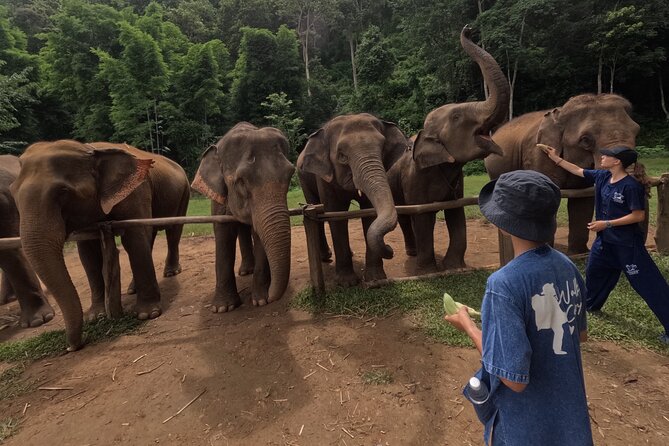 Elephant Care Program at Chiangmai Elephant Care - Location and Accessibility