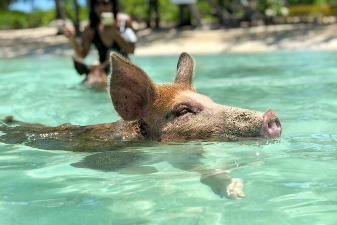 Eleuthera Day Trip With Swimming Pigs and Turtles From Nassau - Customer Reviews and Feedback