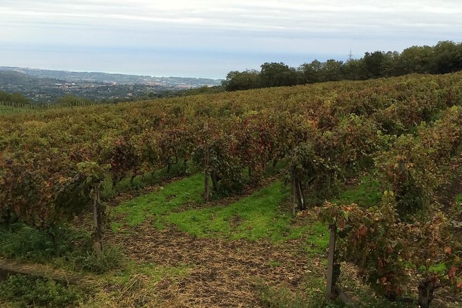 Etna Tour and Lunch in a Winery With Wine Tasting - Inclusions and Tour Highlights