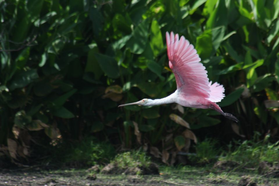 Everglades Day Safari From Sanibel, Fort Myers & Naples - Customer Reviews