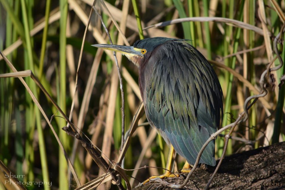 Everglades Kayak Safari Adventure Through Mangrove Tunnels - Comfortable Kayak Equipment