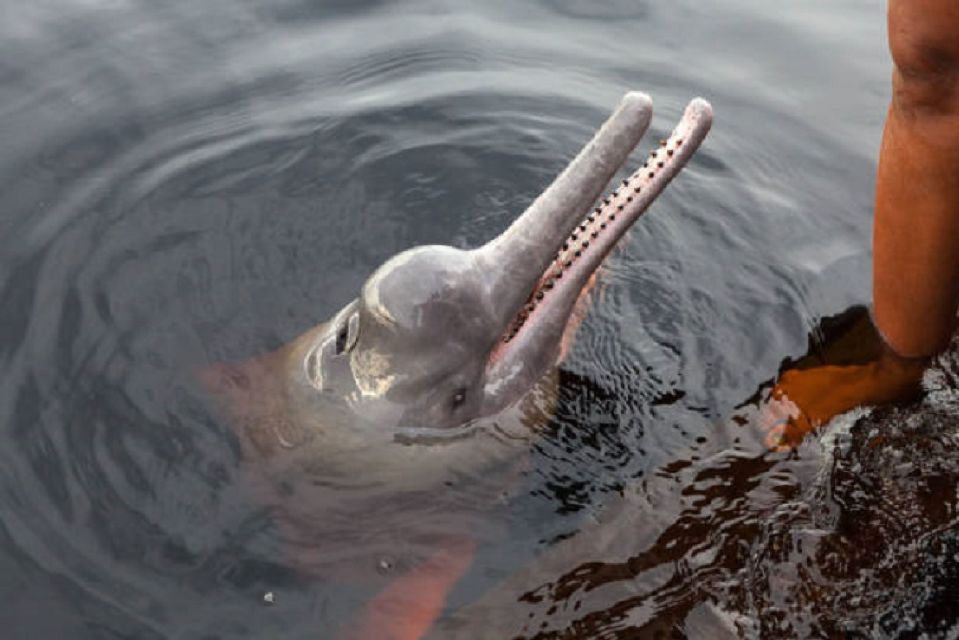 Explore Pacaya Samiria National Reserve 4 Days and 3 Nights - Night Canoe Excursion: Caiman Search