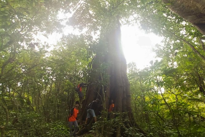 Explore Twin Lake Jungle Trekking and Canoeing - Wanagiri Hill Hike