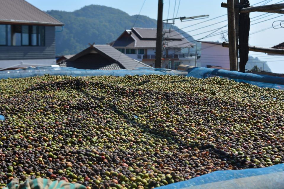 Explorer Border Road and Nature (Tea and Coffee) - Highlights: Northern Thailand Border