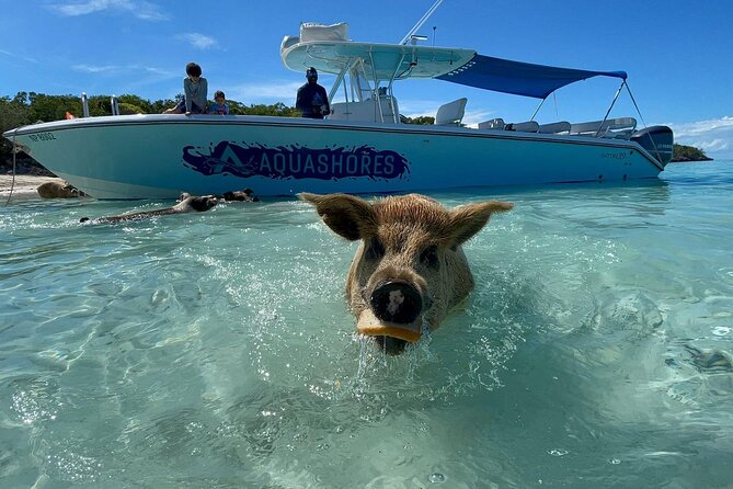Exuma Powerboat Tour From Nassau With Swimming Pigs - Accessibility and Fitness
