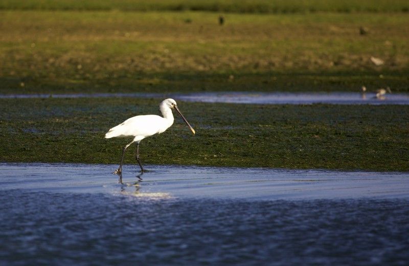 Faro Bike Tour Through the Beautiful Ria Formosa - Discovering Local Wildlife