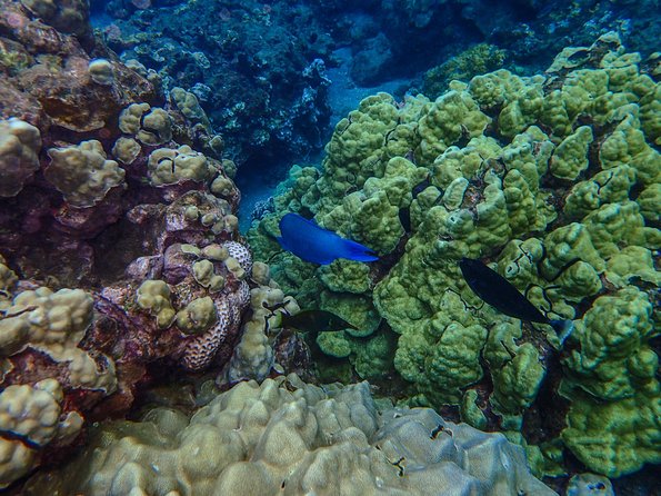 Four Winds II Molokini Snorkeling Tour From Maalaea Harbor - Safety Guidelines and Policies