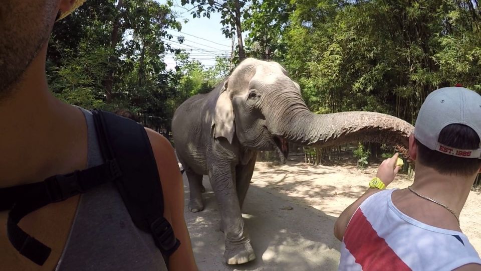 From Bangkok: Wildlife Rescue and Elephant Rescue Tour - Rescued Animals and Stories