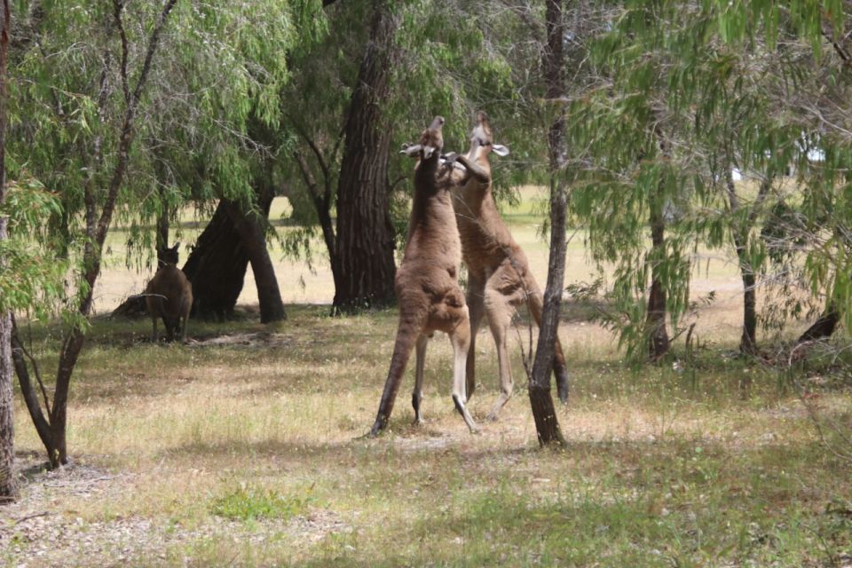 From Busselton: Half-Day Coastal and Wildlife Eco Tour - Directions