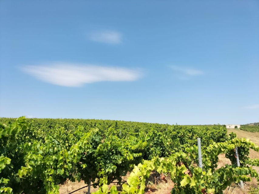 From Cagliari: Wine Cellar Tour With Tastings - Tasting Session With Sommelier Explanations