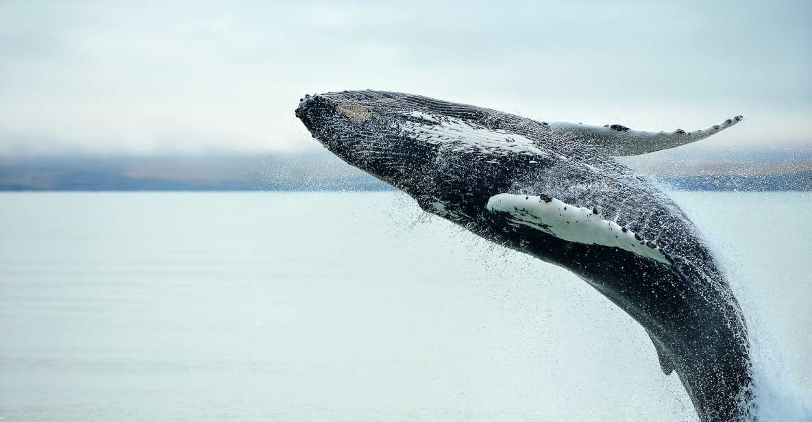 From Christchurch: Kaikoura Whale Watching Day Tour