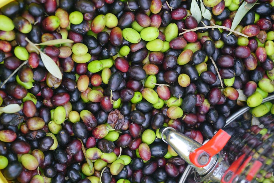 From Florence: Coffee & Olive Oil Small Group Tour - Accessibility and Group Size