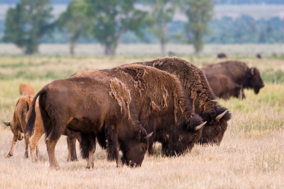 From Jackson Hole: Half-Day Grand Teton Wildlife Tour - Knowledgeable Naturalist Guide