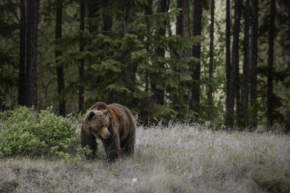 From Jasper: Jasper National Park Wildlife Discovery Tour - Dependence on Natural Factors