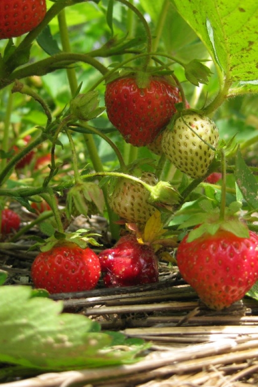 From Mattituck: North Fork Area Bike Tour With Food Tasting - Shopping and Sightseeing