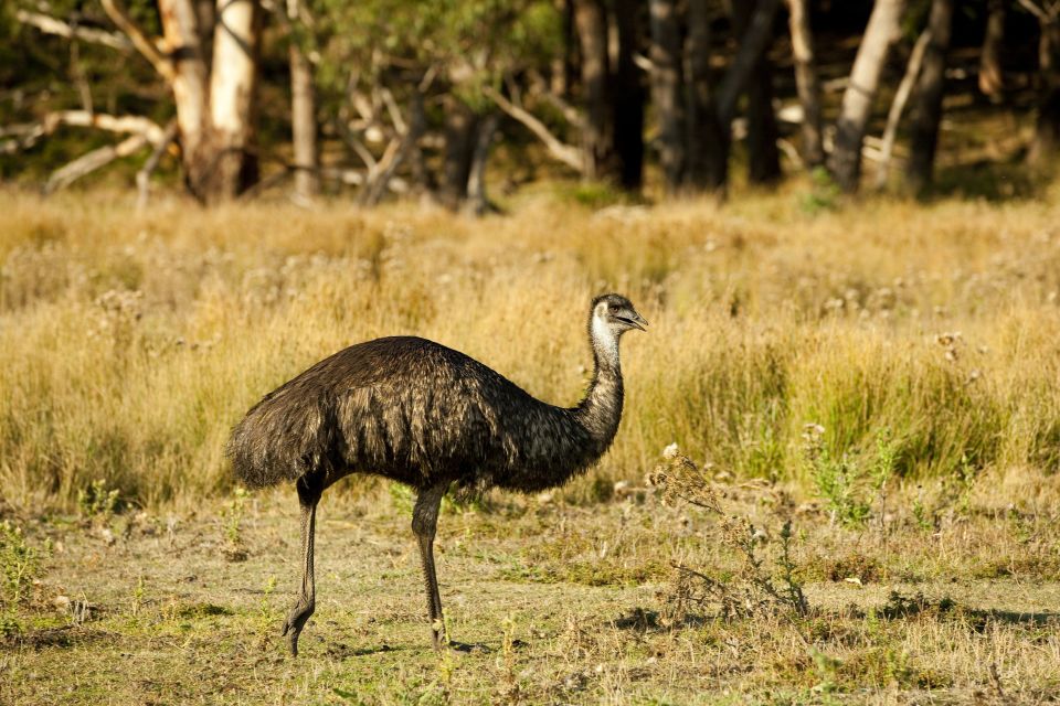 From Melbourne: Grampians National Park & Kangaroos - Customer Reviews