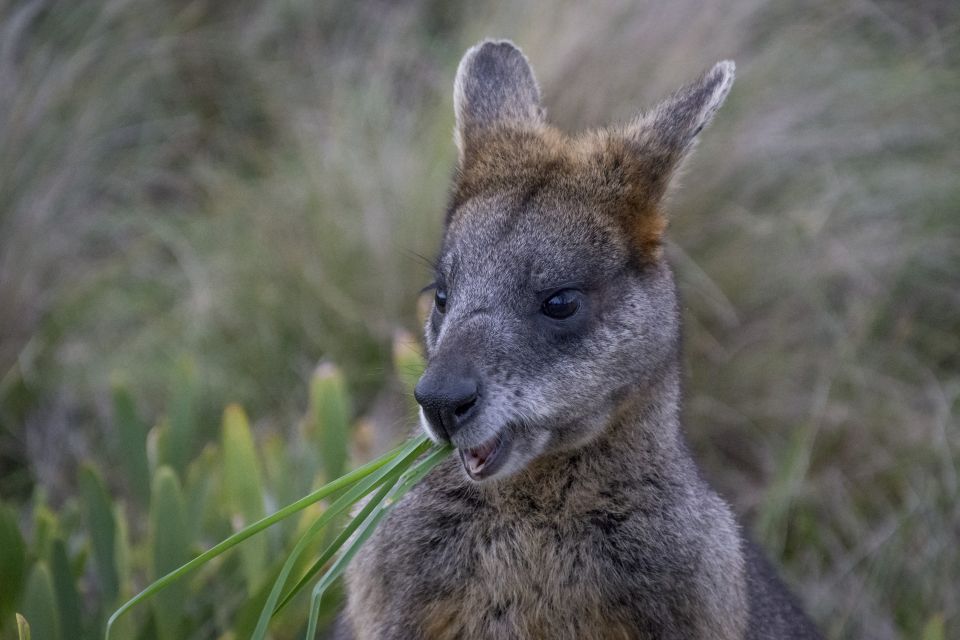 From Melbourne: LGBTQ+ Great Ocean Road Private Day Tour - Booking Information