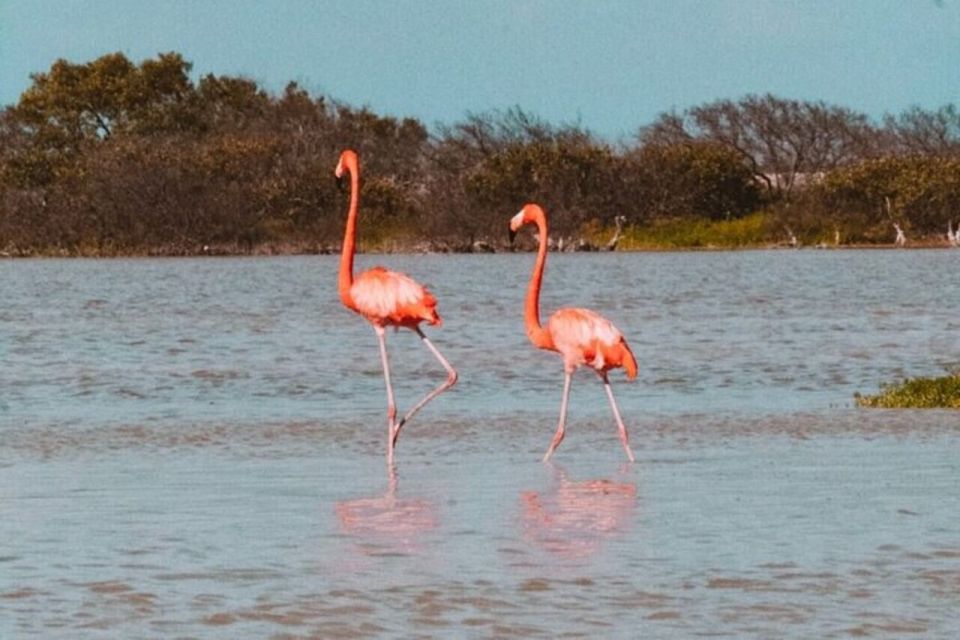 From Merida: Tour to Las Coloradas and Rio Lagartos - Important Information