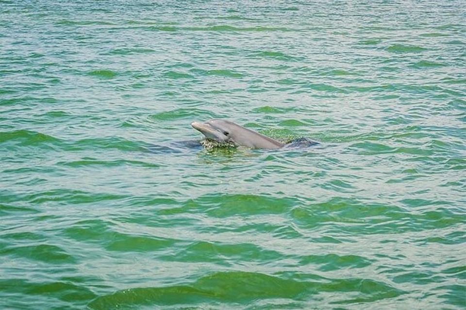 From Naples, FL: Marco Island Mangroves Kayak or Paddle Tour - Participant Requirements