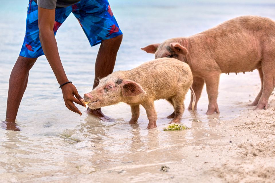 From Nassau: Exuma Swimming Pigs, Sharks and More - Explore Thunderball Grotto