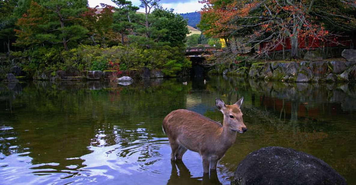 From Osaka: 10-hour Private Custom Tour to Nara - Inclusions