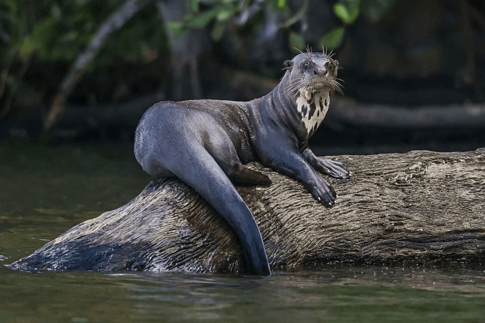 From Puerto Maldonado: Sandoval Lake + Macaw Clay Lick 4-Day - Recommended Packing Items