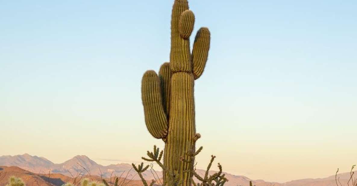 From Scottsdale: Sonoran Desert & Tonto National Forest Trip - Frequently Asked Questions