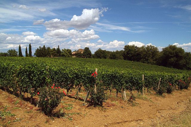 From Siena: Brunello Di Montalcino Wine Tour by Minivan - Peaceful Tuscan Countryside