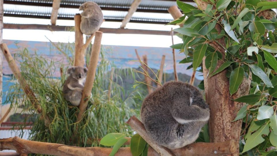 From Sydney: Blue Mountains, Scenic World & Sydney Zoo Tour - Recap