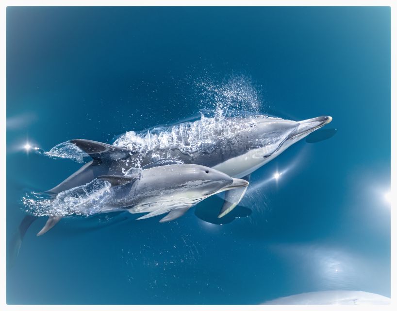 From Tauranga: Half-Day Swimming With Dolphins Tour - Important Information