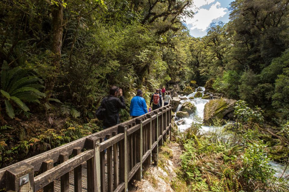 From Te Anau: Milford Sound Coach, Cruise, and Walks - Scenic Stops and Walks