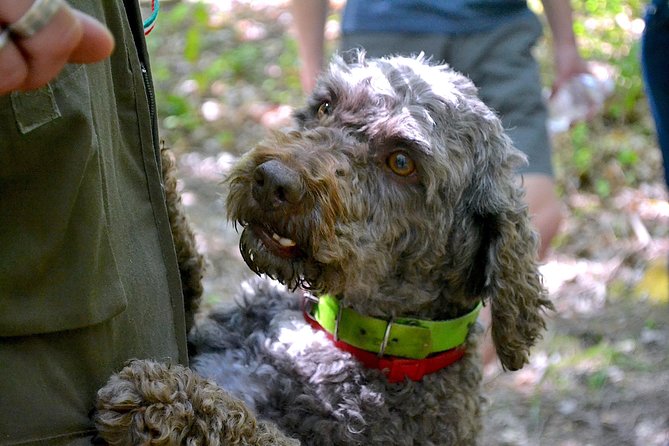 Full-Day Small-Group Truffle Hunting in Tuscany With Lunch - Lunch With Truffle Dishes and Wine
