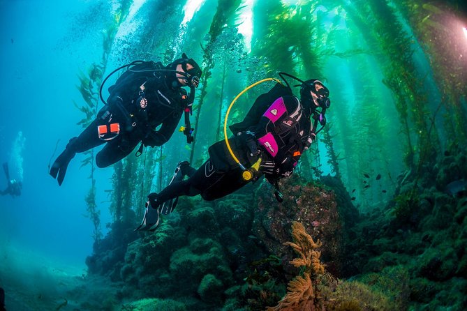 Fun Dives For Certified Divers - Safety and Health Considerations