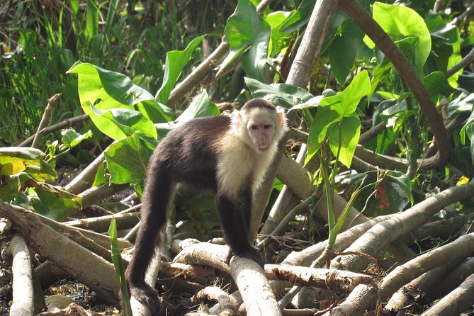 Gatun Lake & Panama Canal Wildlife Boat Tour and Sloth Sanctuary - Additional Tips for Travelers