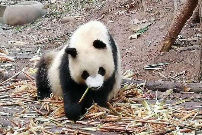 Giant Panda and Buddha 1 Day Tour - Cancellation and Additional Details