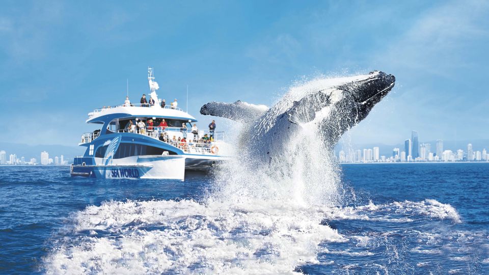 Gold Coast: Premium Whale Watching Cruise With Naturalist - Customer Reviews