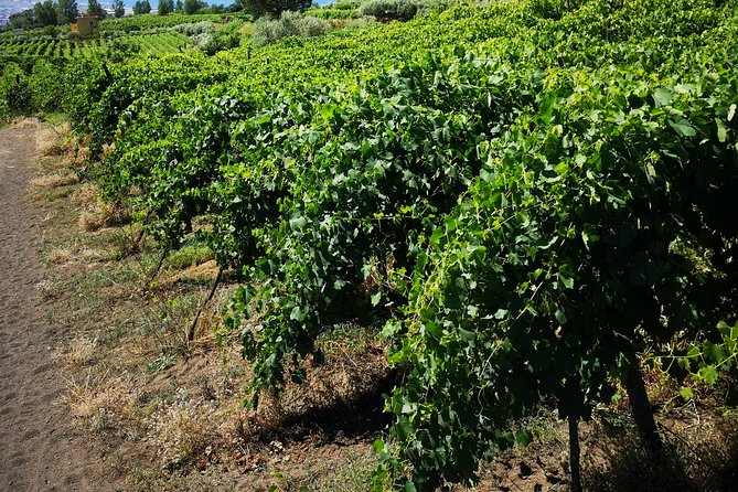 Guided Tour of Pompeii Ruins With Lunch and Wine Tasting - Exploring Pompeii Ruins