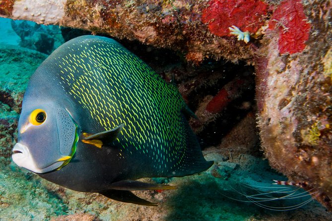 Half-Day Aruba Intro Diving Course for Beginners - Preparing for Your Dive