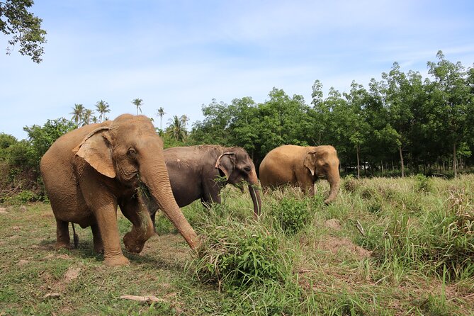 Half Day Elephant Home Sanctuary in Samui - Full Insurance and Welcome Drink Included
