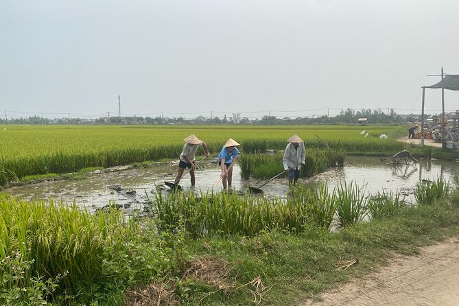 Half Day Exploring Hoi An Countryside In A Vespa - Observing Agricultural Practices