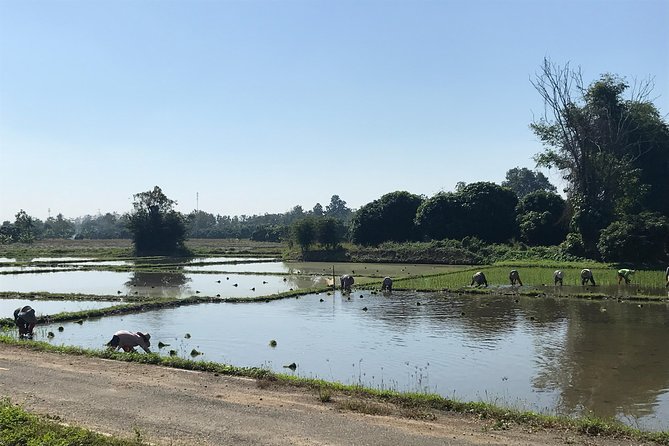 Half-Day Ping River and Rice Paddies E-Bike Adventure (Flat Land, Guided) - Exploring the Ping River
