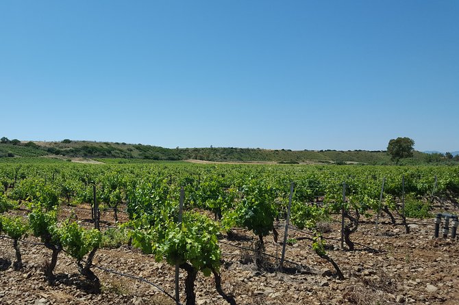 Half-Day Small-Group Wine Experience With Wine Expert From Cagliari - Experience Highlights and Duration
