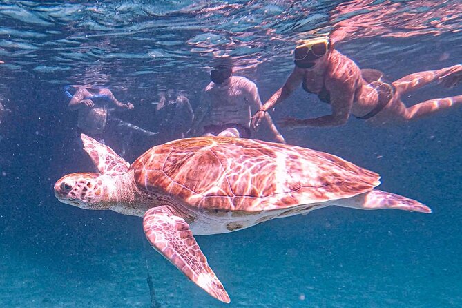 Harbour Lights - Chair & Turtle & Shipwreck Snorkel Tour - Booking and Cancellation Policy