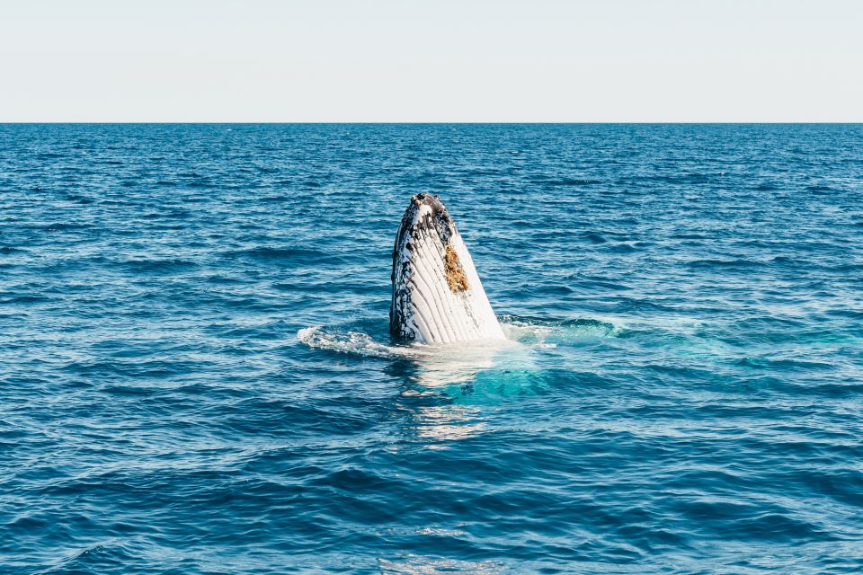 Hervey Bay: Exclusive Whale Watch Encounter - Customer Reviews